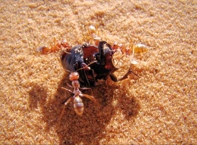 Czego ogolenie mrówki może nas nauczyć o izolacji - galeria