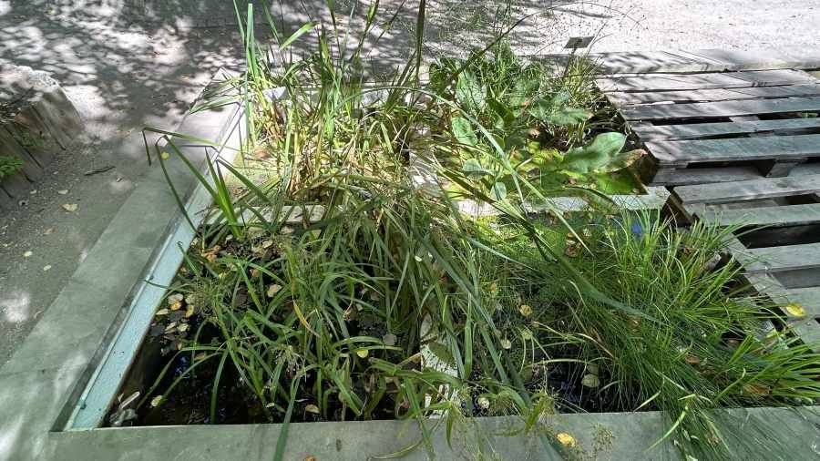 Ogród Botaniczny Uniwersytetu Warszawskiego – zastosowanie produktów Alchimica