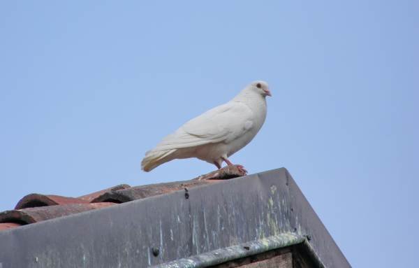 Gniazda gołębi można znaleźć na poddaszach oraz w r&oacute;żnych zakamarkach dach&oacute;w.
www.sxc.hu