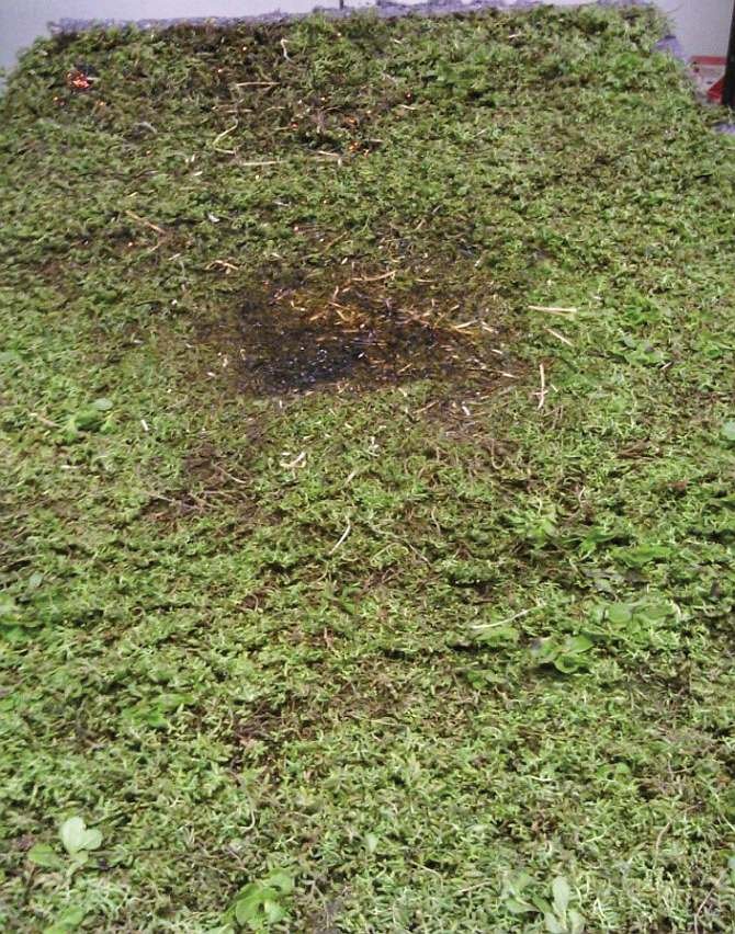 FOT. 7. Próbka dachu zielonego po badaniu rozprzestrzeniania ognia przez dachy według normy PN-ENV 1187:2004 A1:2007 [8], metoda 1 z płonącymi żagwiami; nachylenie 15°.