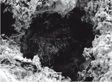 FOT. 1. Przełom tynku renowacyjnego z widocznymi porami zawierającymi skrystalizowane sole, wykonany na skaningowym mikroskopie elektronowym