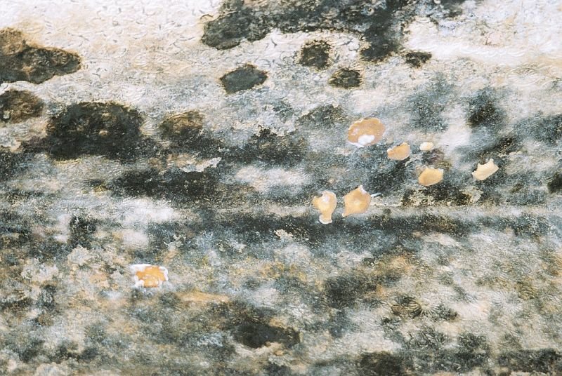 FOT. 4. Grzyby pleśniowe na ścianie na tapecie (po zalaniu); fot.: J. A. Rubin, B. Orlik-Kożdoń