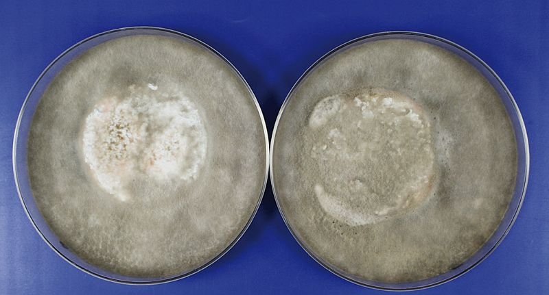 FOT. 30. Wzrost grzybów na powierzchni tynku bez dodatku substancji aktywnych; badanie odporności tynków na wzrost grzybów wg EN 15457:2014 [7]; fot.: [3]