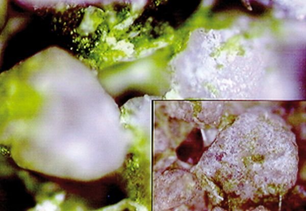 FOT. 5. Mikrostruktura powierzchni tynku porośniętego glonami w powiększeniu mikroskopowym; fot.: [2]