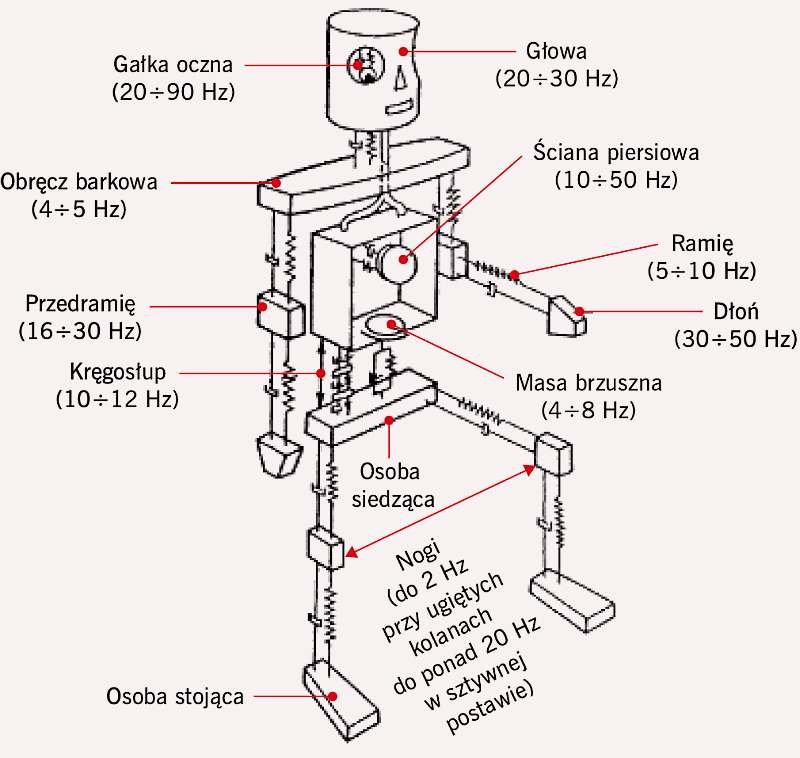 RYS. 1. Biomechaniczny model ciała ludzkiego opracowany przez Coermana zakładający, że ciało ludzkie jest zespołem rezonatorów o określonej częstotliwości drgań własnych; rys.: archiwum autorki na podst. [1]

RYS. 2. Kierunki i punkty przekazywania drg.
