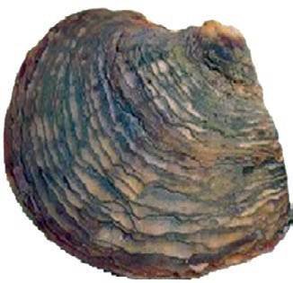 Fot. 2. Muszla abalona