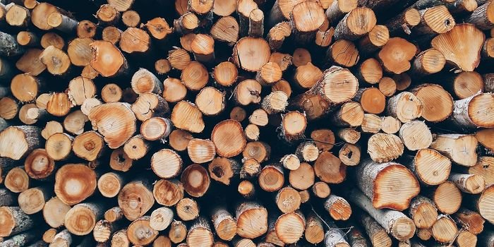 Jakie będą skutki wzrostu cen drewna w Polsce? www.pixabay.com